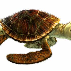 Crush-Turtle-Finding-Nemo-vinyl-sticker