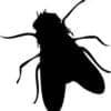 Fly Insect Cut Out Vinyl Decal