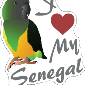 I love my Senegal parrot 2 Vinyl Sticker