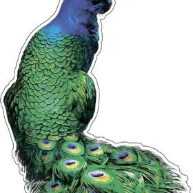 Peacat Peacock Cat Funny Hybrid Animals vinyl sticker