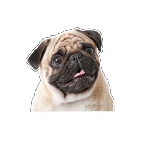 Pug Cute Little Dog Sticking Tongue With Big Eyes Vinyl Sticker