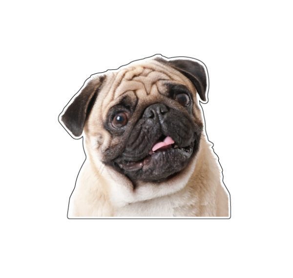 Pug Cute Little Dog Sticking Tongue With Big Eyes Vinyl Sticker