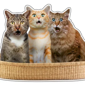 Surprised Cats In A Basket vinyl sticker