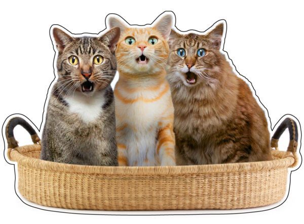 Surprised Cats In A Basket vinyl sticker