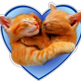Adorable Cats Purrfectly In Love Furry Romance Blue Heart Bliss Whiskers & Warmth Cute Cat Couple Meow Magic Feline Affection Love In The Air Cozy Cat Companions Paw-some Heartfelt Connection vinyl sticker